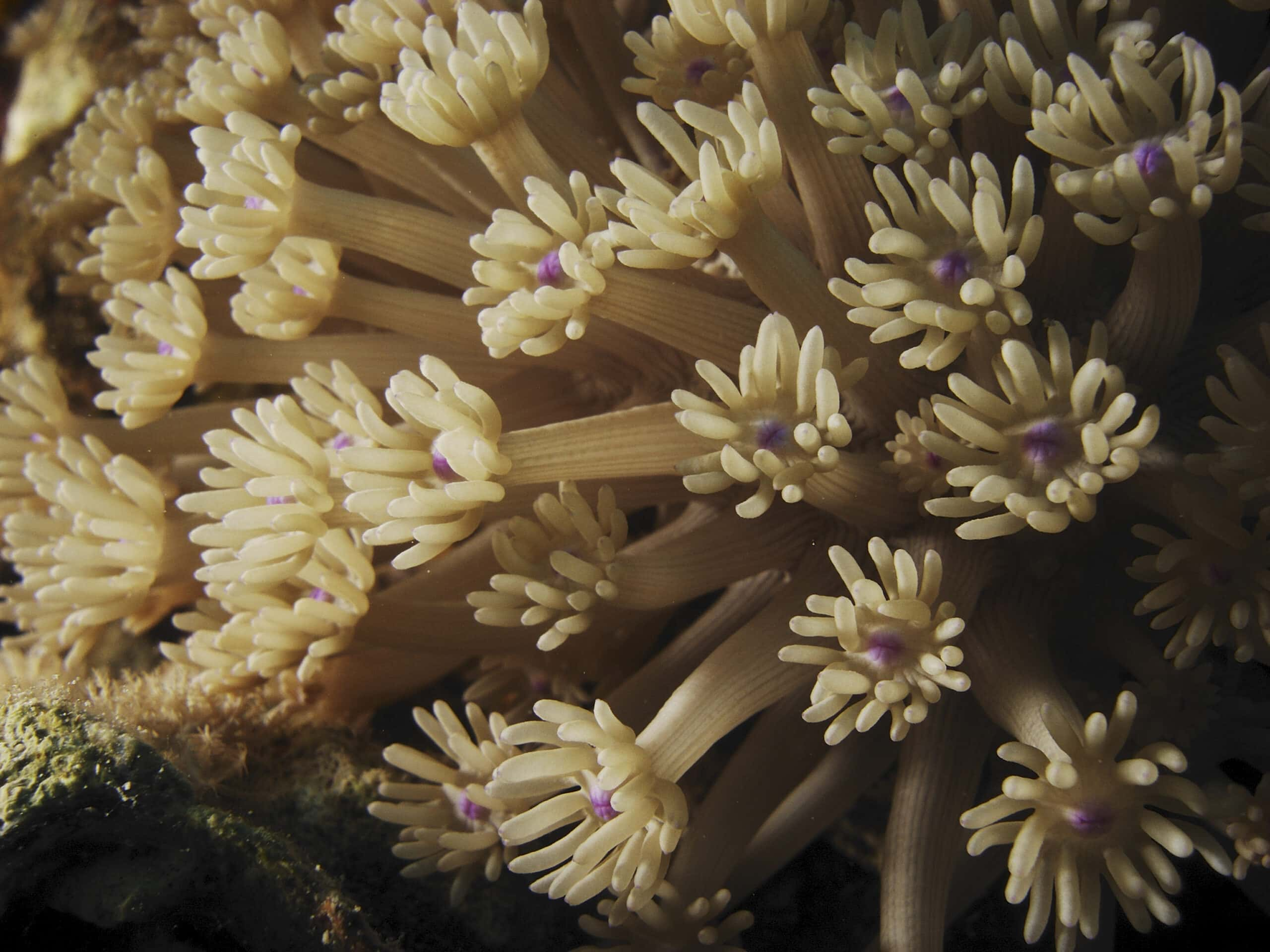 <p>class anthozoa (what is the picture of) </p>