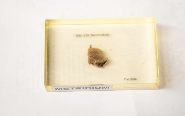 <p>What phylum is this?</p>