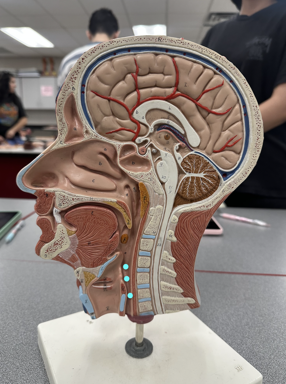 <p><span data-name="blue_circle" data-type="emoji">🔵</span> Identify region</p>