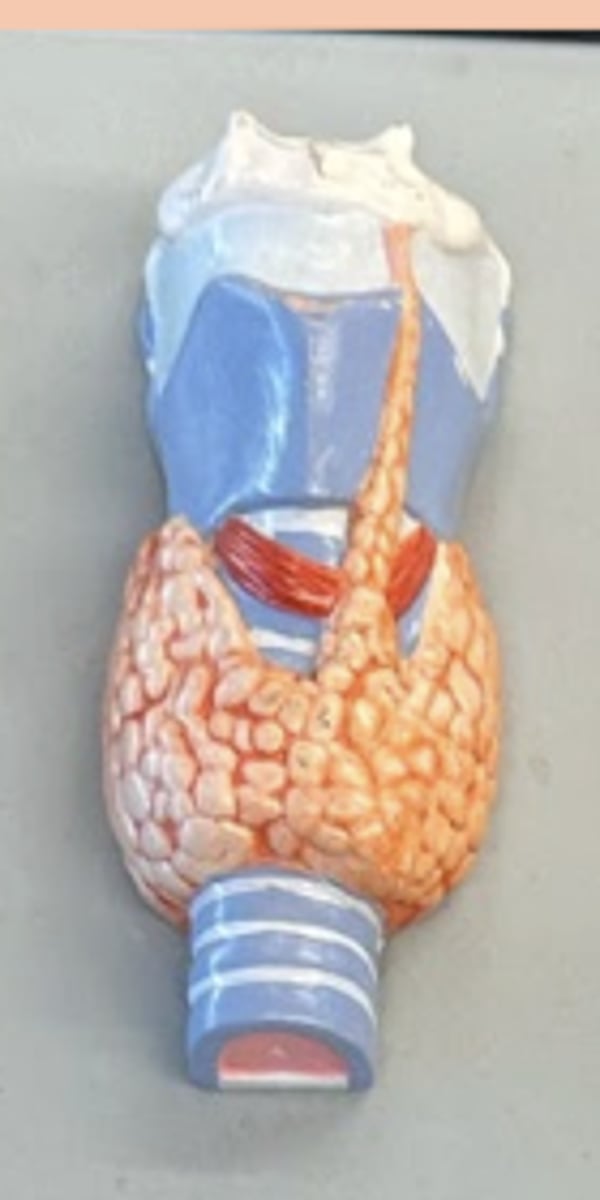 <p>cuboidal cells</p>