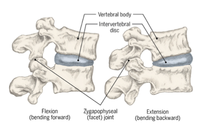 <ul><li><p>synovial joint </p></li><li><p>formed by superior and inferior facets</p></li><li><p></p></li></ul><p></p>