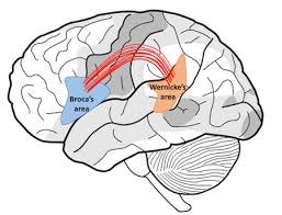 <p>Witte stofbaan die de inferieur frontale gyrus (Broca) verbindt met de temporo-pariëtale cortex; maakt deel uit van de dorsale leesroute en is belangrijk voor de fonologische strategie (klank‑tekenkoppeling).</p>