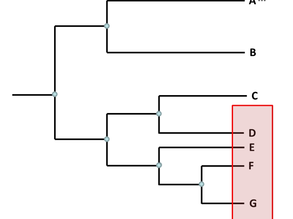 <p>Question 38</p><p style="text-align: left;"><span>If I were to consider a group on this tree that includes taxa D, E, F, &amp; G, how would we best describe this group?</span></p>