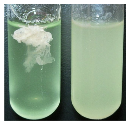 <p>which of these organisms is an RSCV variant?</p>