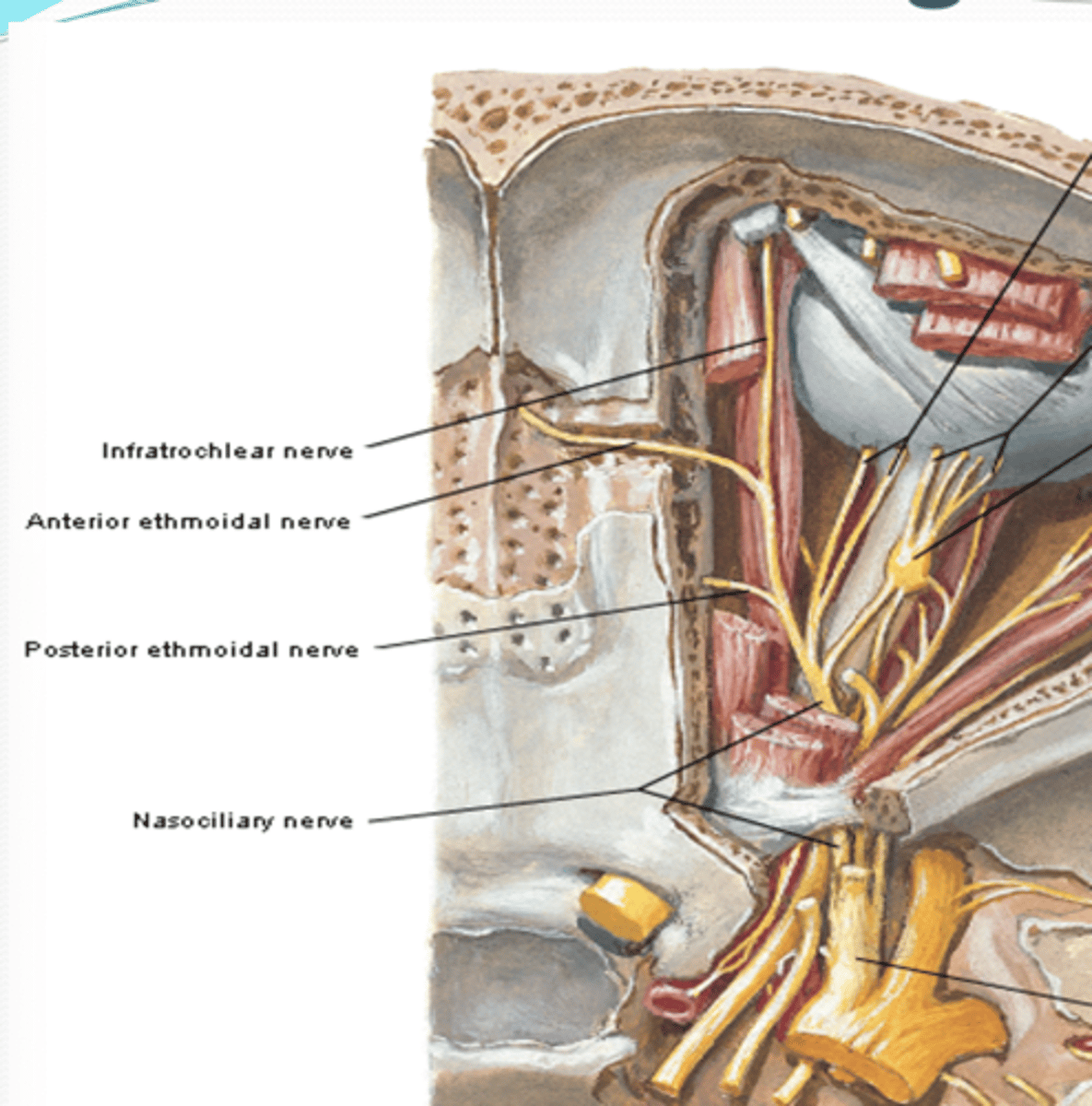 <p>What does the infratrochlear nerve of the nasociliary nerve innervate?</p>