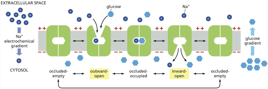 <p>cooperative binding</p>