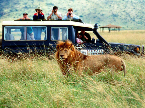 <p>safari</p>