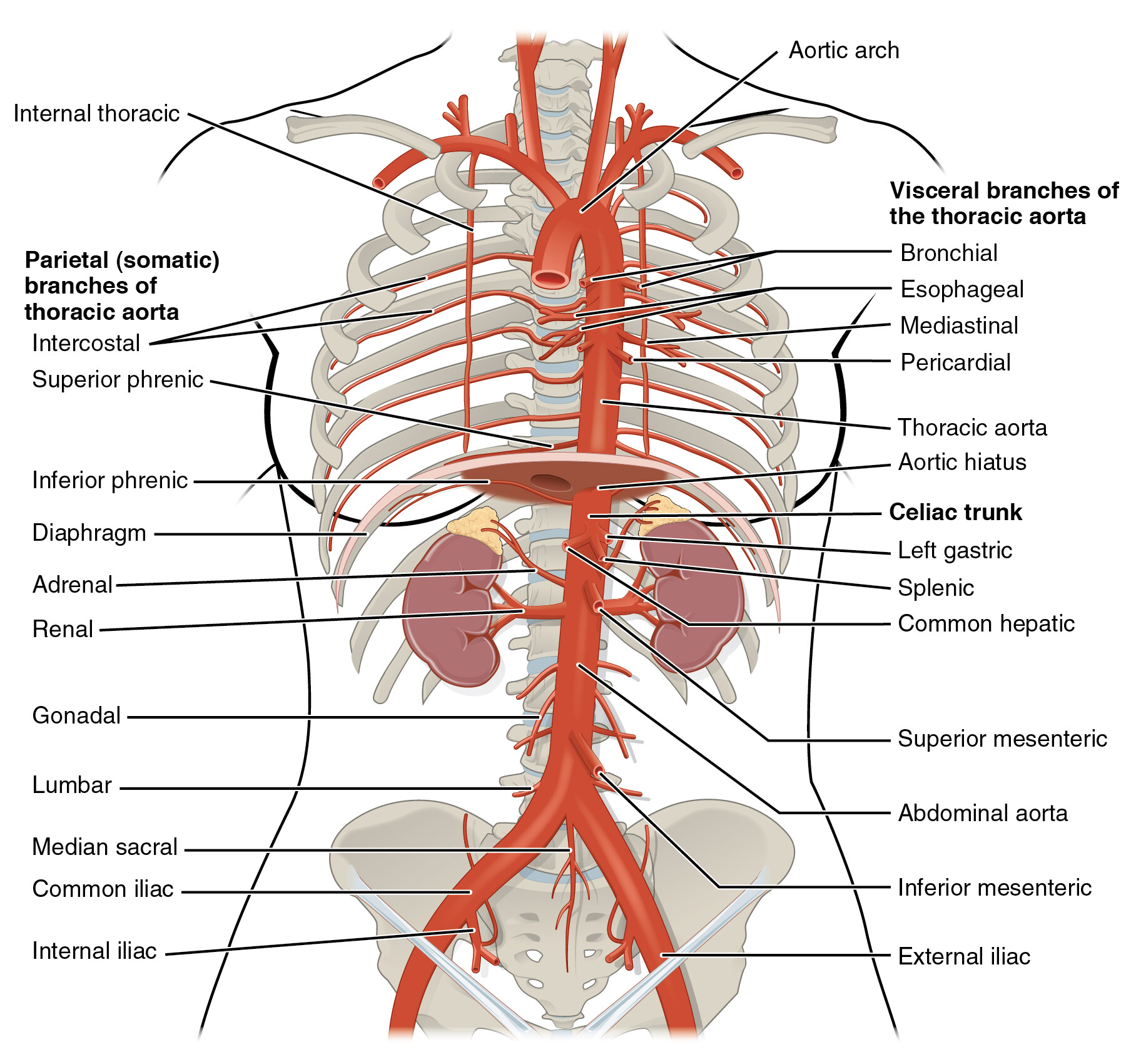 <p>Answer: Posterior intercostal arteries and anterior intercostal arteries.</p><p>Extra Information:</p><ul><li><p>The prework diagrams show posterior intercostal arteries associated with the thoracic aorta.</p></li><li><p>Anterior intercostal arteries are associated with the internal thoracic arterial system.</p></li></ul><p></p>