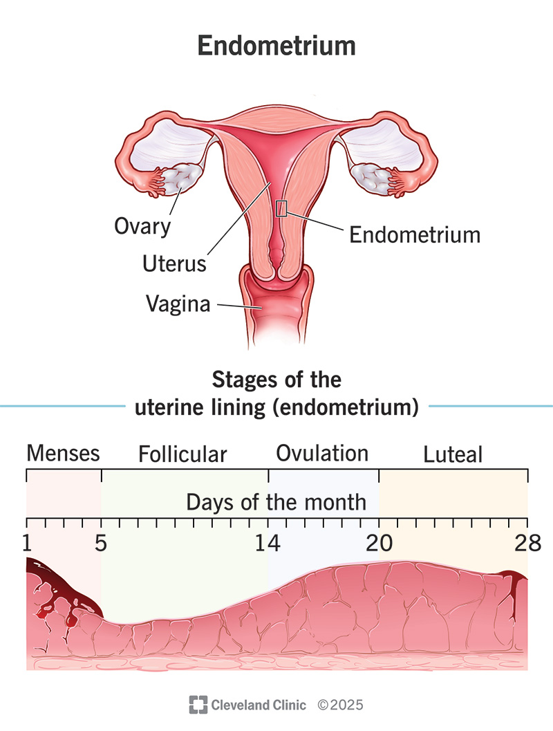 <p><strong>Endometrium</strong></p>