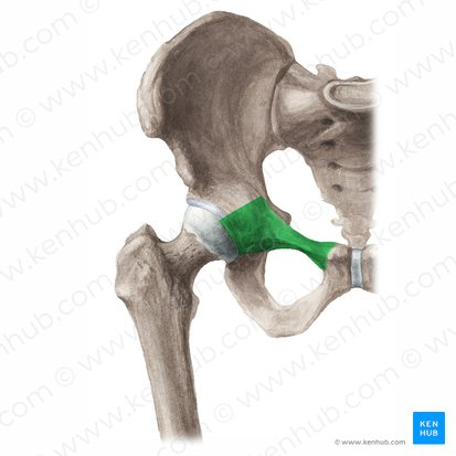 <p>pubis</p>