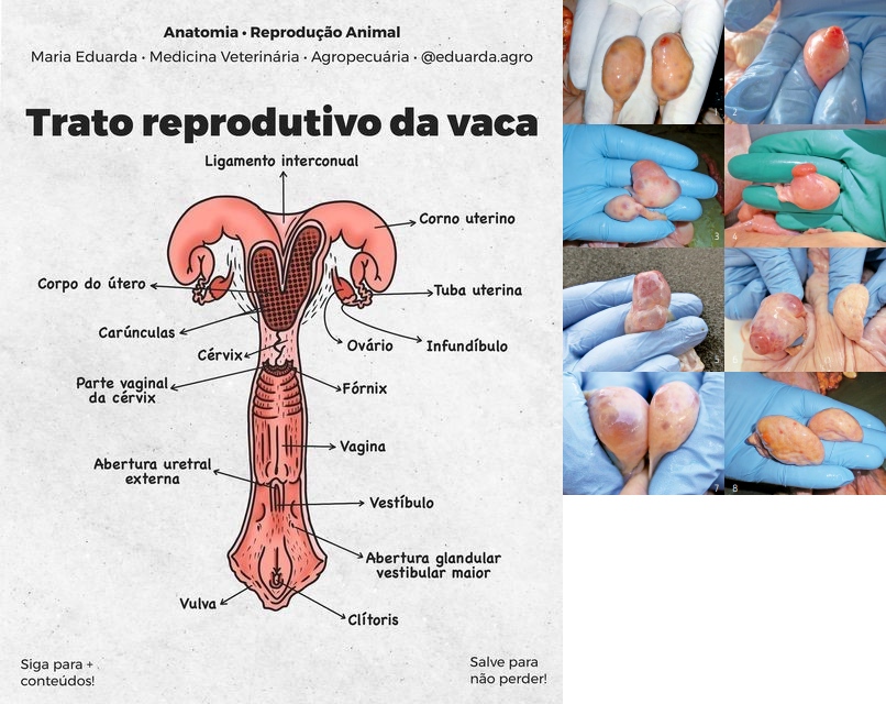 <p> São pequenos e palpáveis por via retal.</p>