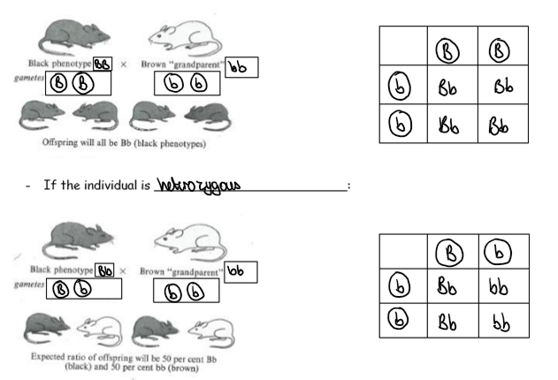 <p>to ascertain whether an individual is heterozygous or homozygous dominant cross the individual with a homozygous recessive individual and if they are homozygous dominant all offspring will be heterozygous, if they are heterozygous some offspring will be recessive</p>