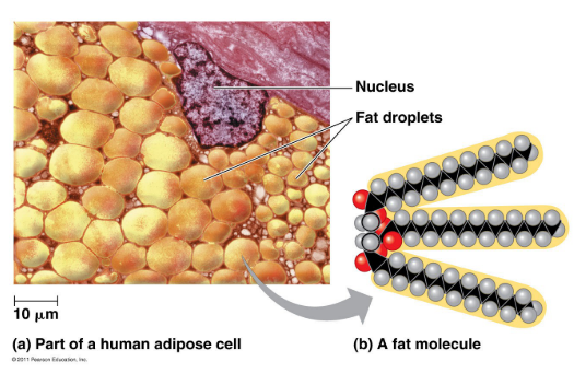 <ul><li><p>energy storage </p></li><li><p><span style="background-color: transparent; font-family: "Times New Roman", serif;">Humans and other mammals store their fat in adipose cells</span></p></li><li><p><span style="background-color: transparent; font-family: "Times New Roman", serif;">Adipose tissues also cushions vital organs + insulates body&nbsp;</span></p></li><li><p><span style="background-color: transparent; font-family: "Times New Roman", serif;">Same amt even if gain or loose weight&nbsp;</span></p></li></ul><p></p>