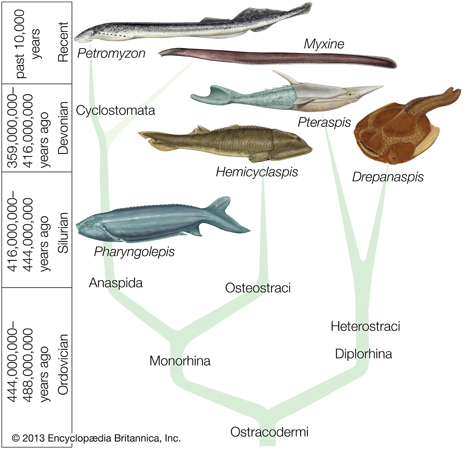 <p>jawless fishes </p><p>(ex. lampreys, hagfish)</p>