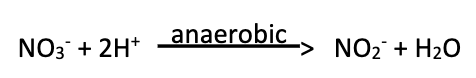 <ul><li><p>Ability to reduce nitrate to nitrite in the absence of oxygen (anaerobic respiration)</p></li><li><p>This process is present in many bacteria</p></li></ul><p></p>