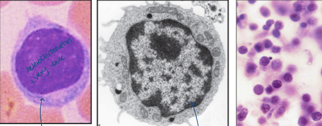 <ul><li><p>Smallest nucleated cell in blood; not much larger than RBC </p></li><li><p>very little cytoplasm; usually basophilic </p></li><li><p>Nucleus with dense heterochromatin; nucleus is often only prominent feature, especially in sections </p></li></ul><p>Function</p><ul><li><p>involved in targeted immunity; antigen specific, highly regulated and part of complex system </p></li><li><p>3 major types </p><ul><li><p>B lymphocytes (B-cell): Ig (antibody) production </p></li><li><p>T-lymphocytes (Thymus): recognition and regulation, cytotoxicity </p></li><li><p>NK cells (Natural Killer Cells): killing of abnormal cells </p></li></ul></li><li><p>All look alike so need immunostaining to differentiate based on surface molecules </p></li><li><p>Freq transit between blood, CT, lymph/lymphoid organs </p></li></ul><p></p>
