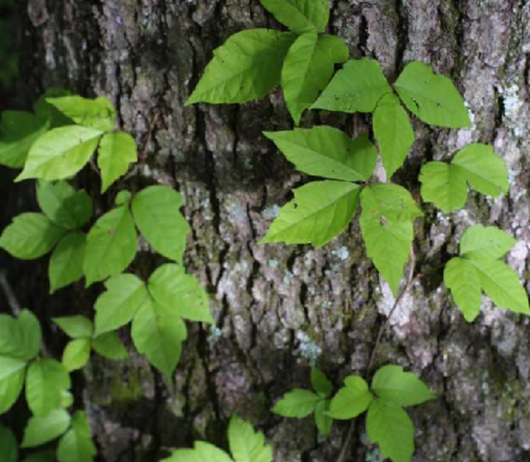 <p>Anacardiaceae</p>