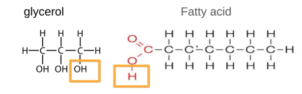 <ul><li><p>A triglyceride is formed when one glycerol reacts with three fatty acids.</p></li></ul><ul><li><p>The glycerol loses an hydroxyl (-OH) group and the fatty acids loses a hydrogen.</p></li><li><p>This a condensation reaction.</p></li><li><p>An ester bond forms between the glycerol and each fatty acid.</p></li><li><p>One molecule of water is released for each ester bond formed.</p></li><li><p>Therefore, forming one triglyceride produces three ester bonds and three water molecules.</p></li></ul><p></p><p>Overall:</p><p>glycerol + 3 fatty acids - triglyceride + 3H₂O</p><p></p>
