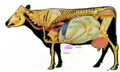 <p>Cranial</p><p>BUT, it is the second compartment (the rumen is the first)</p>