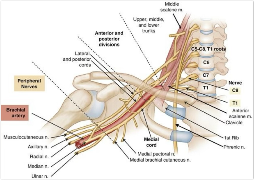 <p>brachial plexus</p>