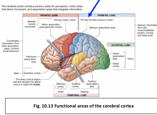 <p>What is the primary somatic sensory cortex?</p>