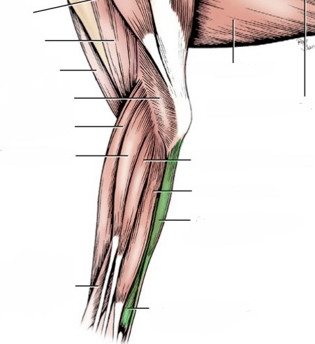 <p>action- flex carpus</p><p>origin- medial epicondyle of humerus (distal)</p><p>insertion- accessory carpal bone</p><p>innervation- ulnar n.</p>