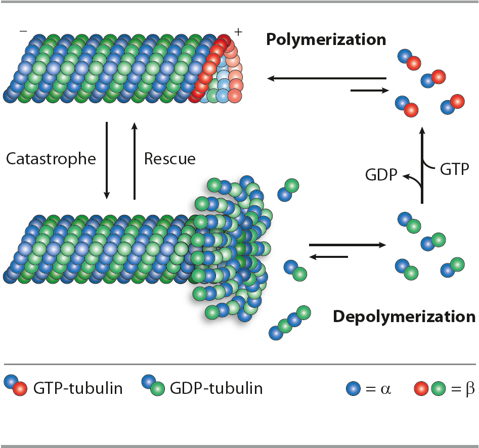 <p>Microtubules are made of many tubulins and break down (shrink, depolymerisation) or grow (polymerisation) and attach to kinetochore</p>