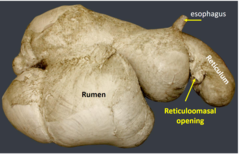 <p>the esophagus opens at the cardia in the reticulum, but its mucosa protrudes forcing the food into the cranial ruminal sac.</p>