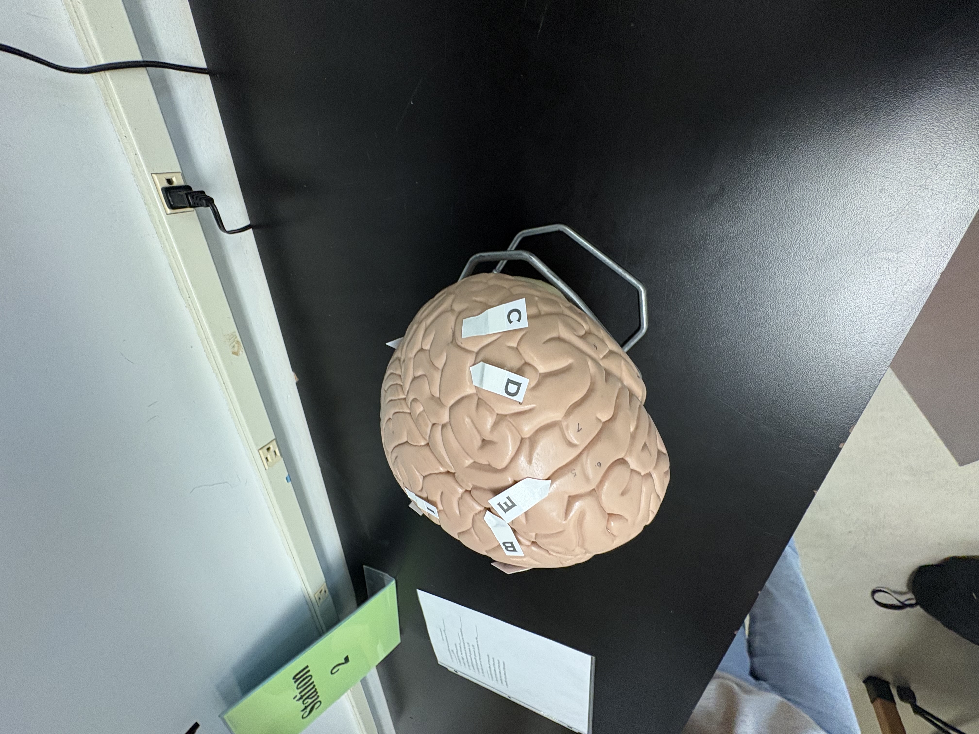 <p>C. Brain ridges are known as</p>