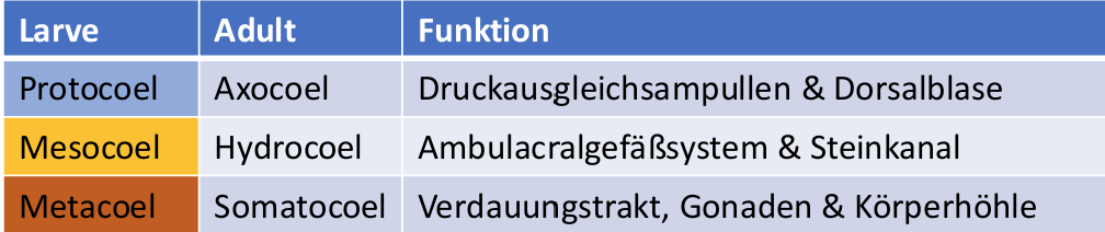 <p><u>Fortpflanzung, Entwicklung</u></p><ul><li><p>Meist getrenntgeschlechtlich</p></li><li><p>Aufteilung in 3 Coelomräume vor Durchbruch Neumund -> Protocoel mundseitig, Metacoel afterseitig</p></li></ul><p><u>Apomorphien</u></p><ul><li><p>Pentamerie, mesodermales Skelett aus Kalzit, Ambulacralsystem</p></li><li><p>Kelch und Stiel Gliederung, Mund und After auf Oberseite des Kelches</p></li></ul><p></p>