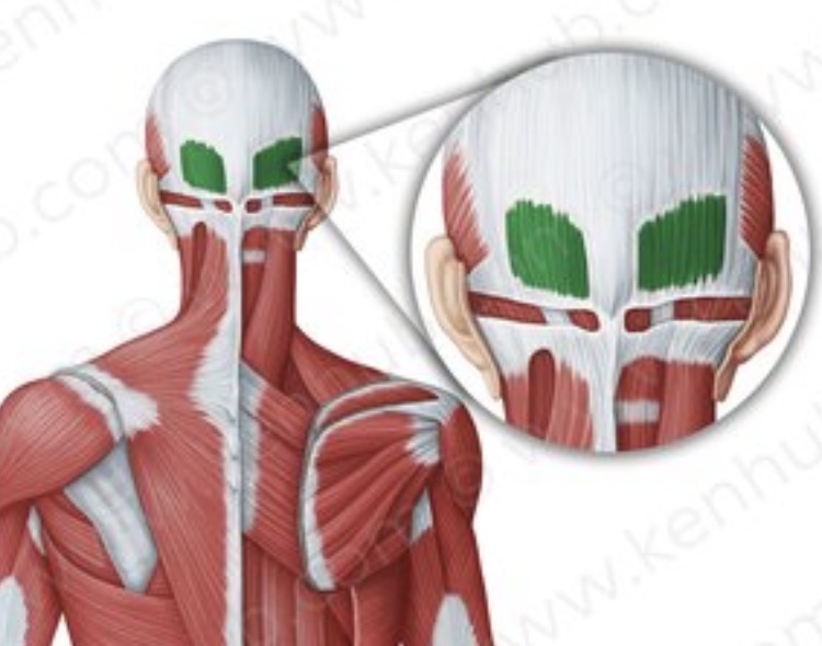 <p>Head Muscle</p>