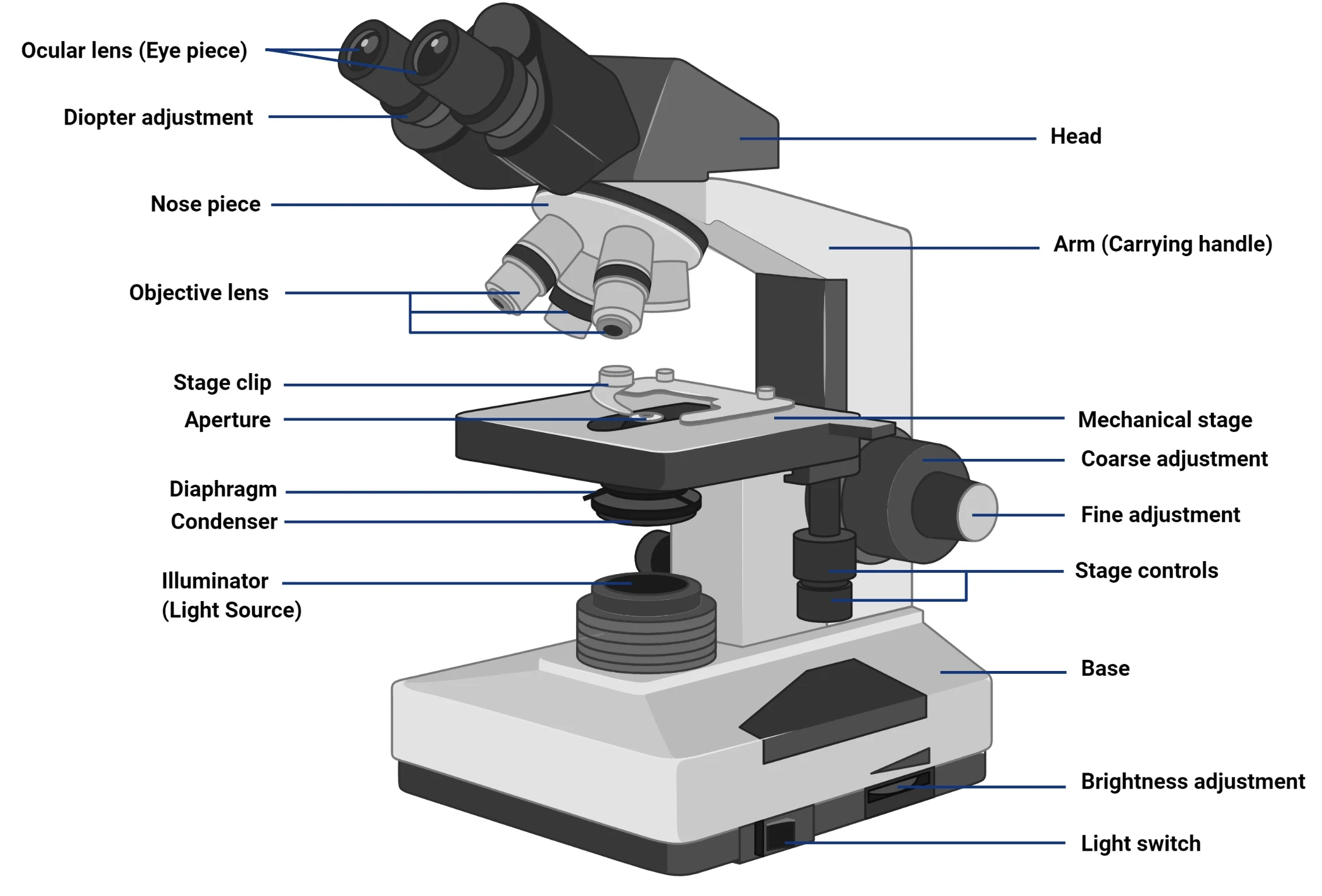 <p>Compound microscope with a bright light</p>