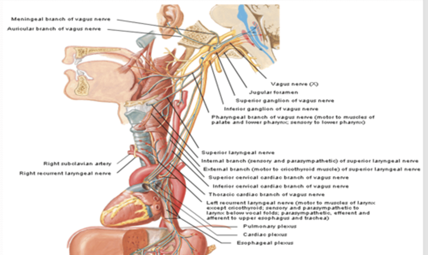 <p>what does the internal laryngeal nerve of the superior laryngeal nerve CN X branch provide sensory to?</p>