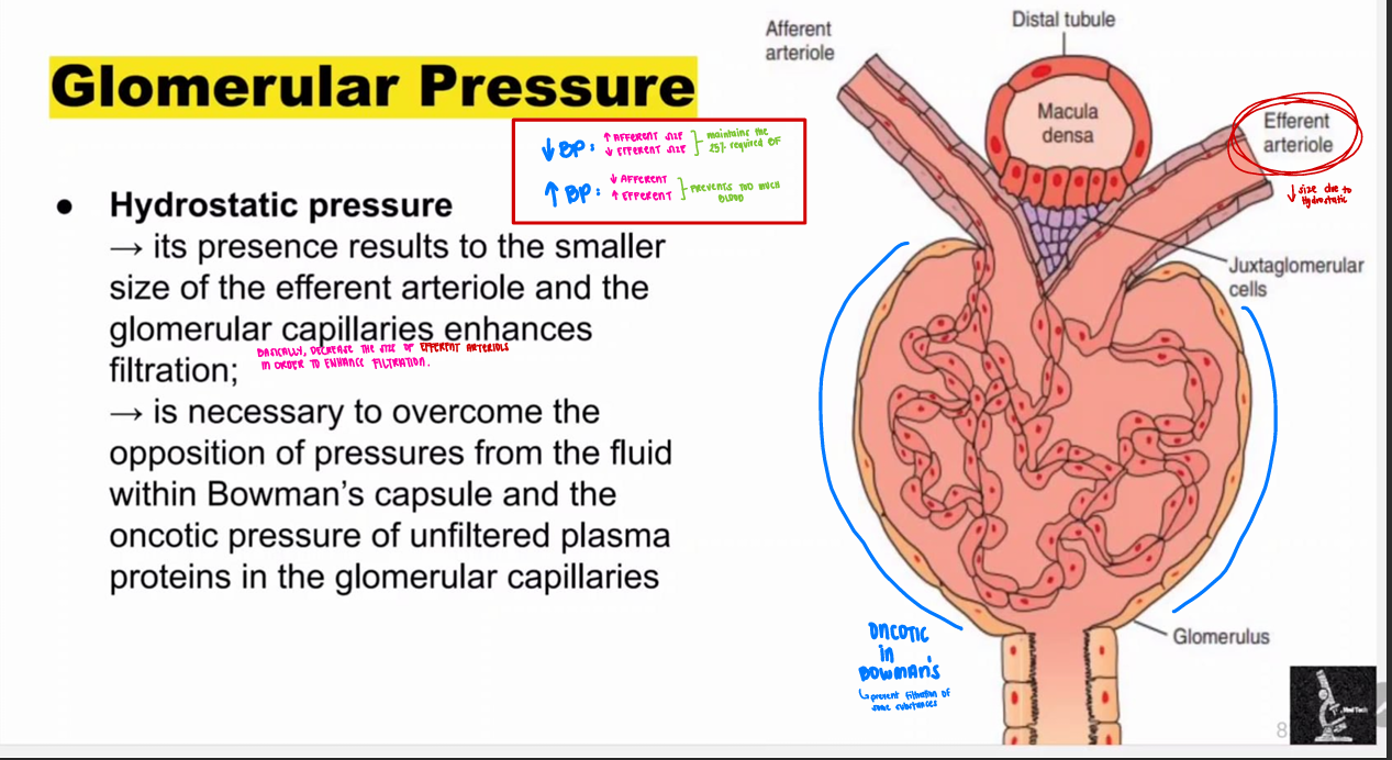 <p><span style="color: red;"><strong>Hydrostatic Pressure</strong></span></p>