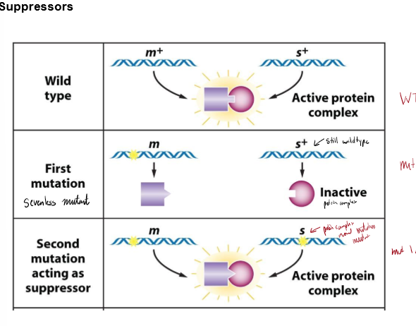 <p>What is a suppressor? How can this work?</p>