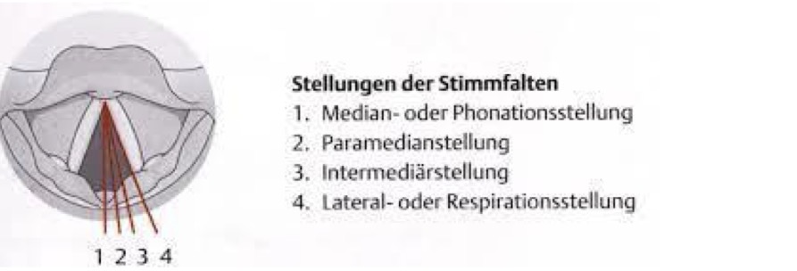 <ol><li><p>Median- oder Phonationsstellung</p></li><li><p>Paramedianstellung</p></li><li><p>Intermediärstellung </p></li><li><p>Lateral-oder Respirationsstellung </p></li></ol><p></p>