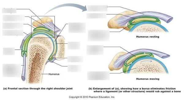 <p><em>Synovial joints (all made of synovial membrane)</em></p><p><u>Joint capsule (inside joint)</u></p><ul><li><p>Outer→fibrous membrane</p></li><li><p>Inner→synovial membrane</p></li></ul><p><u>Closed sacs of synovial membrane can form OUTSIDE the joints</u></p><p>Made of synovial membrane→produce synovial fluid</p><ul><li><p>Synovial bursae</p></li><li><p>Tendon sheaths</p></li></ul><p></p>