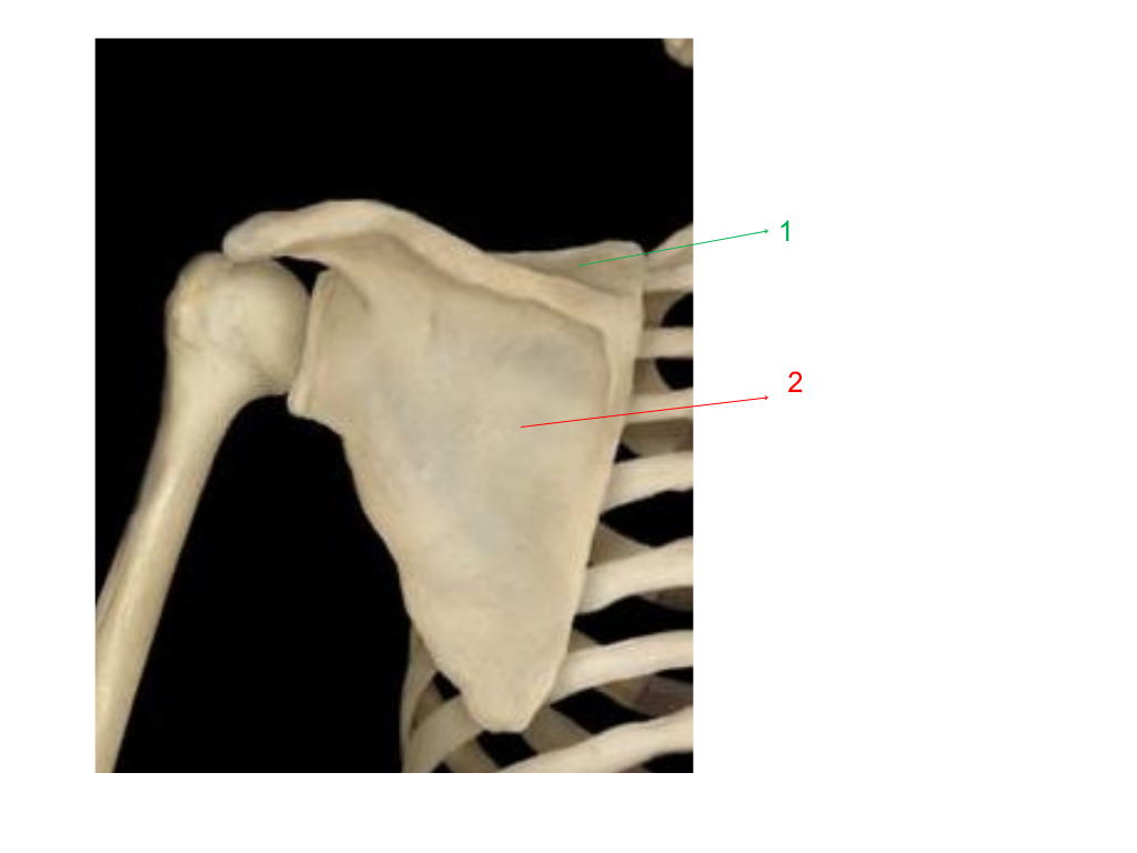 <p>what is #1 pointing at?</p>