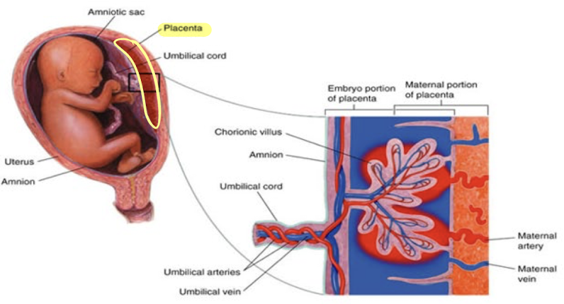 <ul><li><p><span style="color: red;">major role in <strong>exchanging oxygenated maternal </strong>blood with <strong>deoxygenated</strong> <strong>fetal</strong> blood</span></p></li><li><p>develops from trophoblastic cells</p></li></ul><p></p>