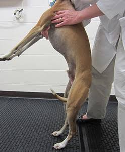 <p>Postural Reactions</p>