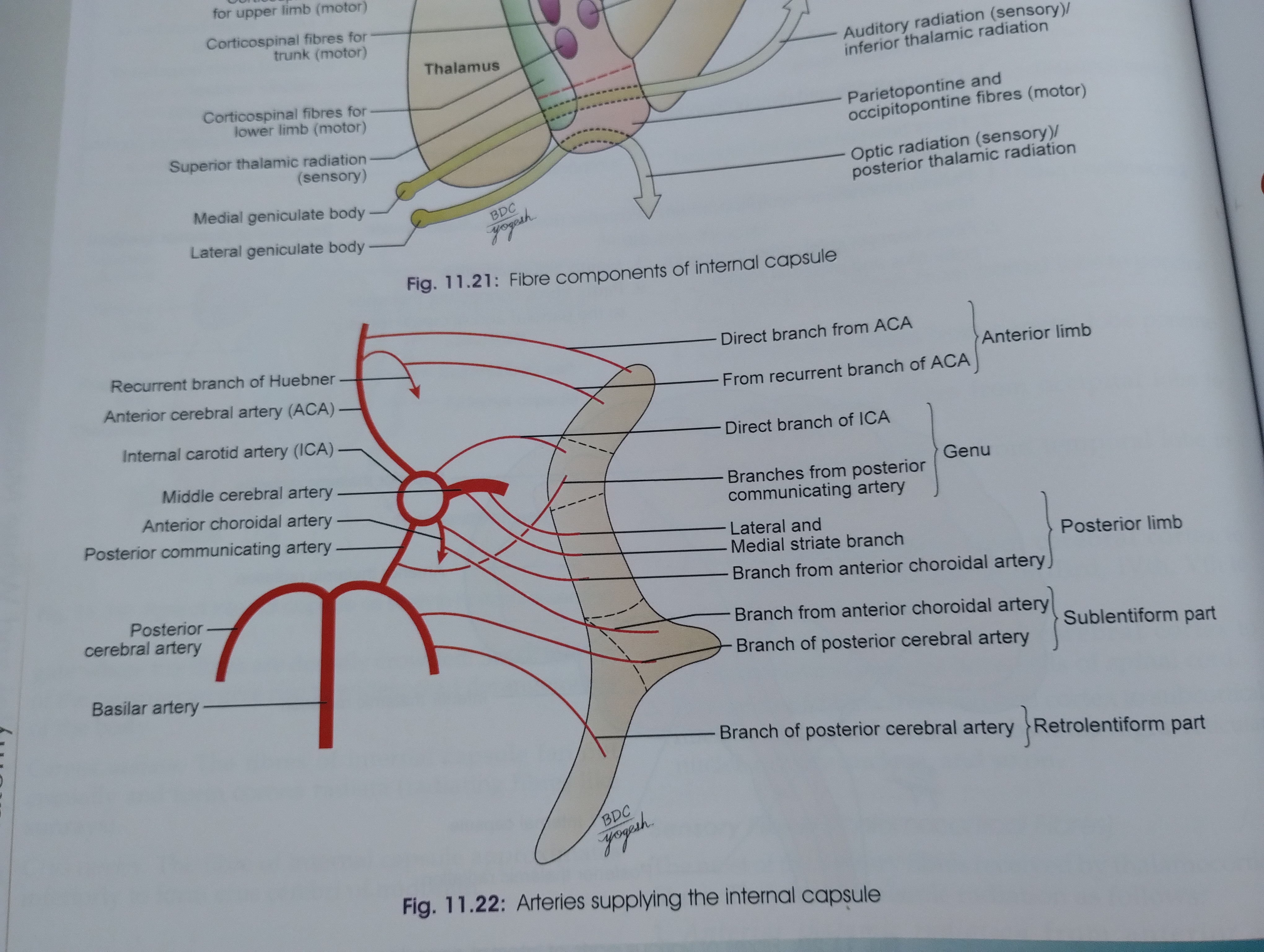 knowt flashcard image
