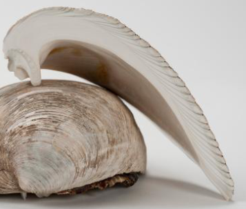 <p>each line there is a year of the clams life.<br>and through wack ass technology you can scan each line and figure out what toxicants the clam was exposed to during those years. </p>