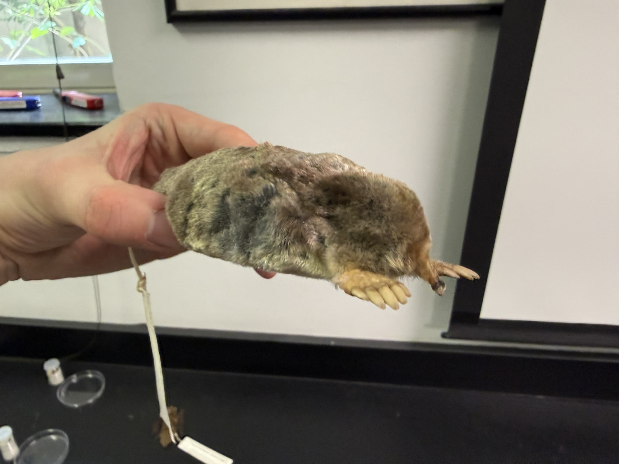 <p>What is the name and taxonomy of the species?</p>