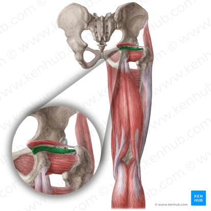 <p>What muscle is this?</p>