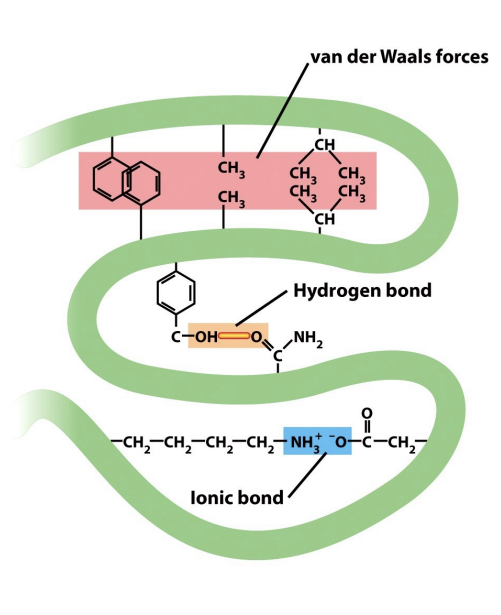 <p>While <strong>peptide bonds form the protein backbone</strong>, <strong>its precise three-dimensional structure is largely dictated by a complex interplay of weaker, non-covalent interactions between amino acid R-groups (think tertiary structure!). </strong>These forces are critical for protein folding and function.</p><p>Hydrophobic &amp; Van der Waals: Nonpolar groups <strong>associate to minimize contact with water</strong>. Van der Waals forces, weak attractions from transient dipoles, stabilize these associations within a protein's core.</p><p>Hydrogen Bonds: Formed when a partially positive hydrogen atom attracts electrons from another electronegative atom. These bonds are essential for water's properties and key to <strong>stabilizing α-helices and βsheets </strong>.</p><p>Ionic Bonds: <strong>Electrostatic </strong>attractions between <strong>oppositely </strong>charged groups. <strong>Though diminished in water</strong>, they can be significant <strong>within specific regions of large proteins, contributing to their tertiary structure.</strong></p><p>Diagram is pretty nice!</p><p>Some more clarification: Ionic bonds (sometimes called “salt bridges”) can contribute to tertiary structure, but they are less stable and more sensitive to pH and environment. Covalent bonds (like DISULFIDE bridges, when present) are much stronger and more permanent. These ionic bonds are also weaker than the peptide backbone of protein, which is made of covalent bonds. </p>