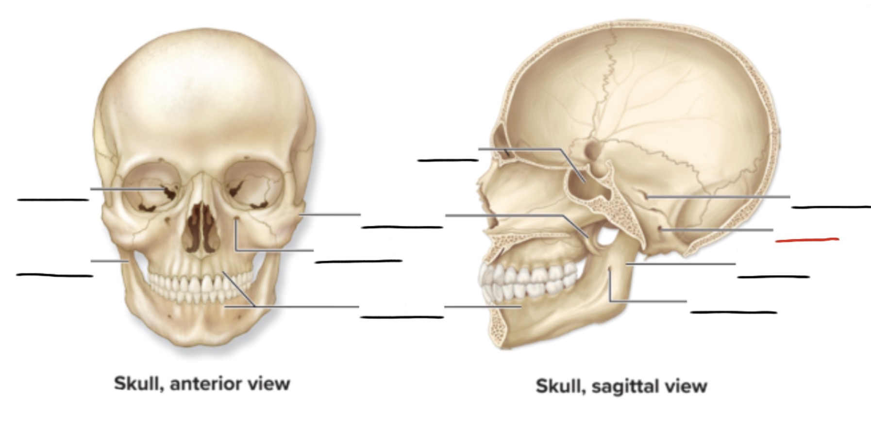 <p><strong>Anatomic Term</strong></p><p>Description</p><p>(General Structure)</p>