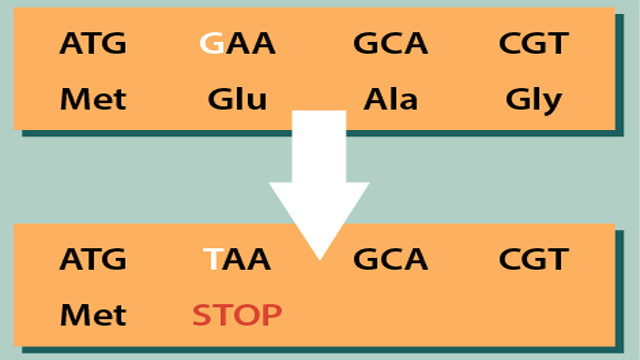 <p>Occurs due to a substitution mutation</p><p>New triplet codes for a STOP instruction - the amino acid sequence is shortened</p><p>Good chance it will cause a loss of protein function</p>