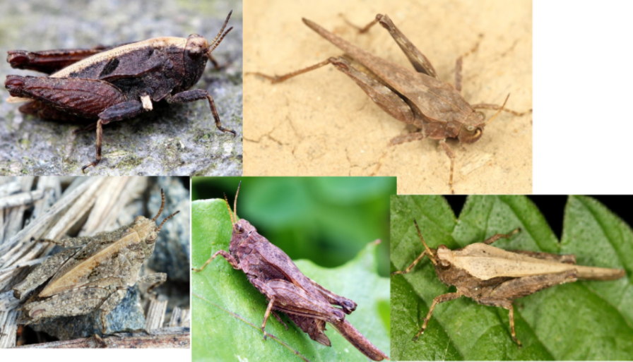 <p>ŘÁD- česky, latinsky</p><p>Podřád- česky, latinsky</p><p>Infrařád- /</p><p>Čeleď- česky</p><p>Rod- česky</p><p>Druh- /</p>