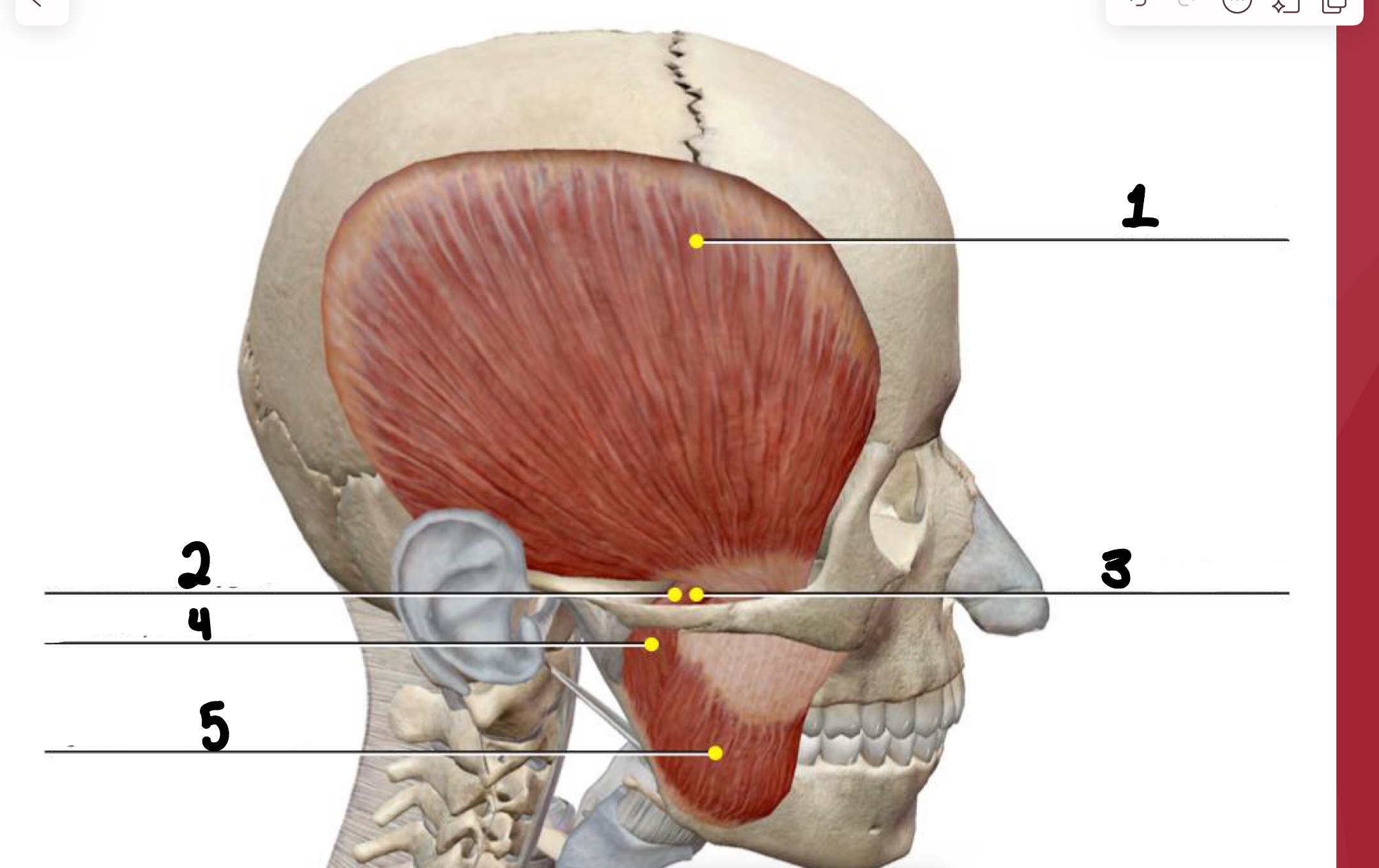 <p>label the five muscles of mastication</p>