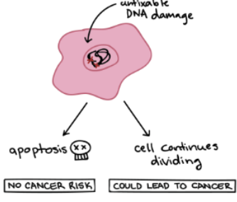 <p>genetically programmed cell death —> beneficial cell death for the organism if the cell is:</p><ol><li><p>malfunctioning</p></li><li><p>infected</p></li><li><p>no longer needed</p></li><li><p>reached its <strong><u>Hayflick limit</u></strong></p><ol><li><p>most human somatic cells can only divide 40-60x</p></li></ol></li></ol><p></p>